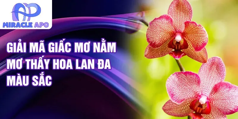 Nằm mơ thấy mèo con đánh số mấy? Giải mã chi tiết