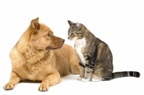 Giải Mã Giấc Mơ Thấy Tượng Phật Bị Đổ và Số Đề Liên Quan