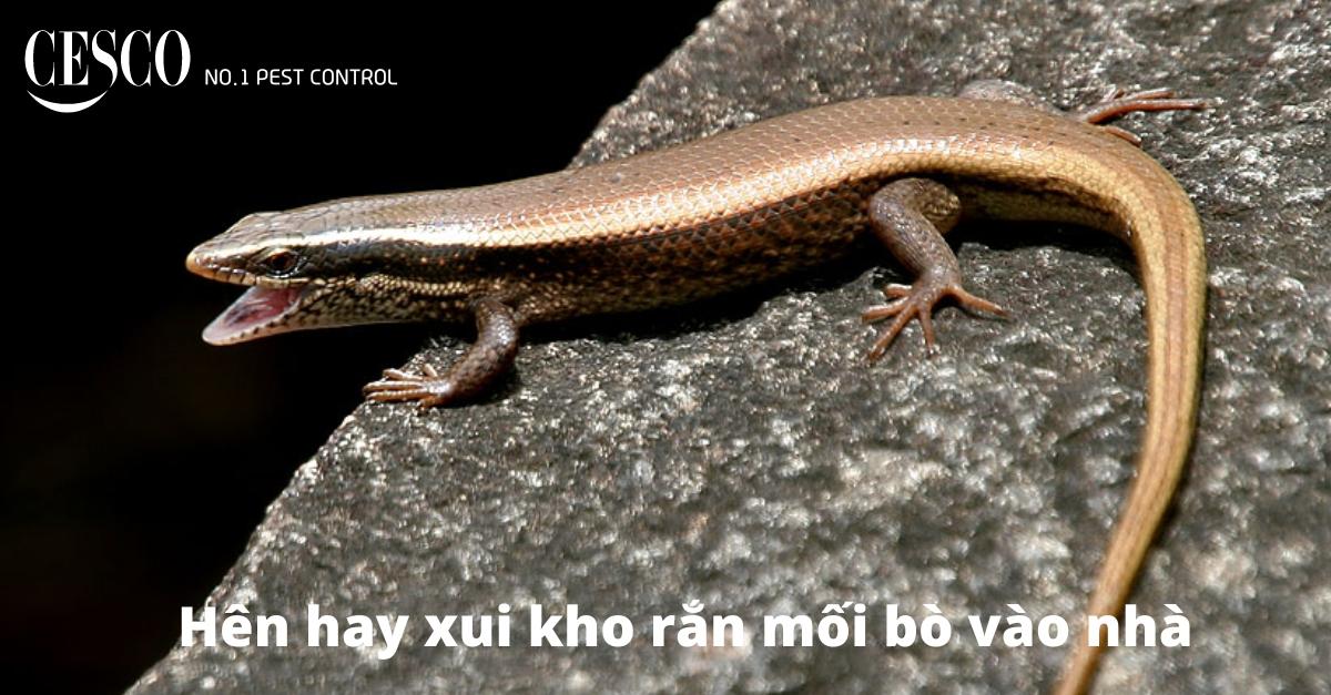 Giải mã giấc mơ thấy rắn mối cắn - Điềm báo xui xẻo?