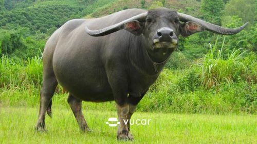 Giải mã giấc mơ thấy trâu chọi đánh con gì?