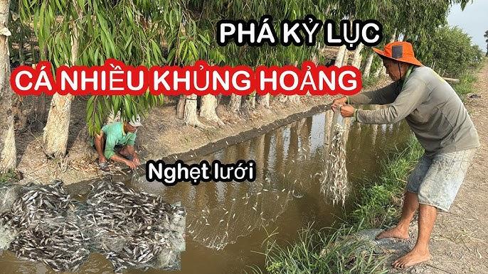 Giăng lưới không bắt được cá