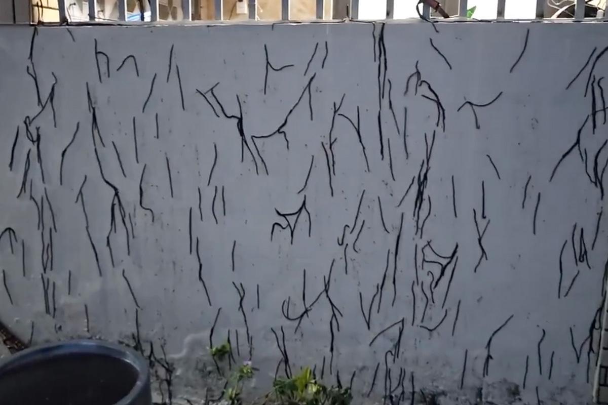 Giun đất bò lên người