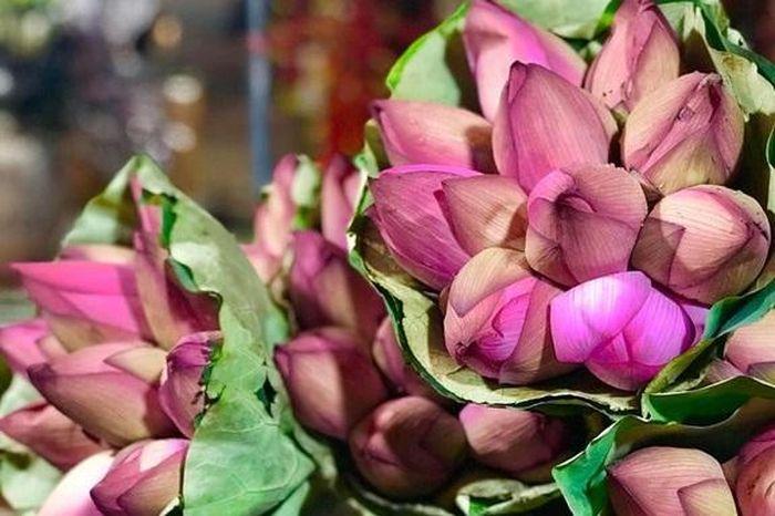 Hoa Sen Trắng Bị Héo Úa