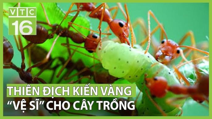 Nằm Mơ Thấy Cá Đánh Con Gì? Giải Mã Chi Tiết