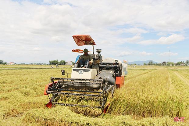 Cánh đồng lúa chín vàng mênh mông