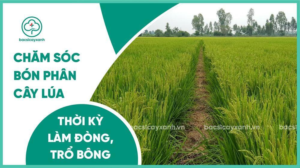 Nằm mơ thấy cá trắng đánh số gì? Giải mã giấc mơ và con số may mắn