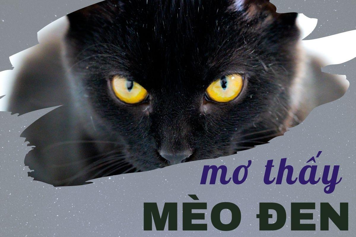 Mèo đen tấn công trong giấc mơ