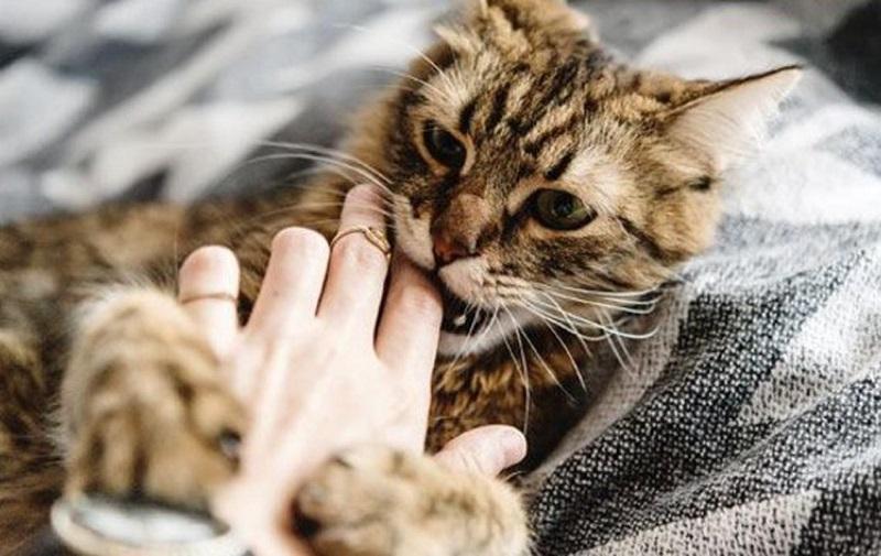Giải Mã Giấc Mơ Thấy Bà Nội Và Ý Nghĩa Số Đề
