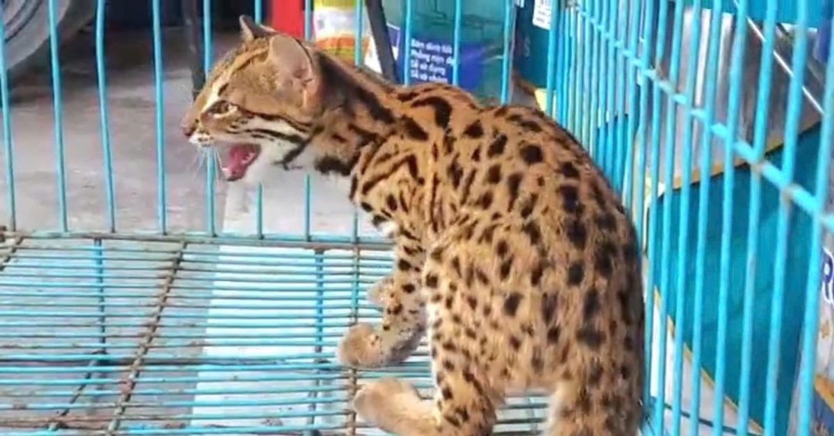 Giải Mã Giấc Mơ Thấy Bà Nội Và Ý Nghĩa Số Đề