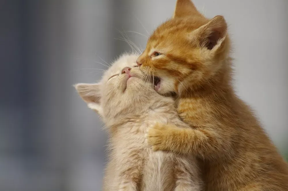 Giải Mã Giấc Mơ Thấy Bà Nội Và Ý Nghĩa Số Đề