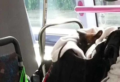 Giải Mã Giấc Mơ Thấy Anh Trai Giết Người Và Số Đề Liên Quan