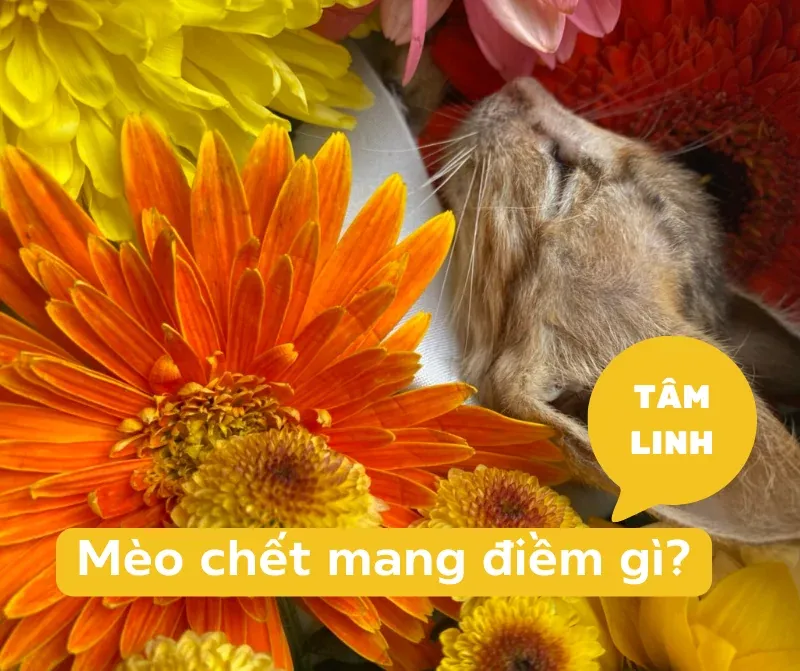 Nằm mơ thấy mèo con đánh số mấy? Giải mã chi tiết
