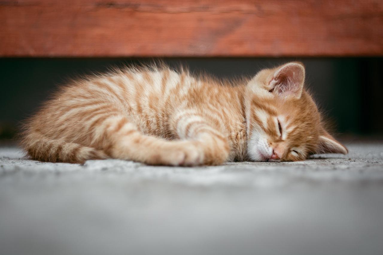Mèo xám đang ngủ
