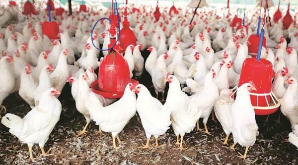 Luận giải giấc mơ thấy heo quay theo số học