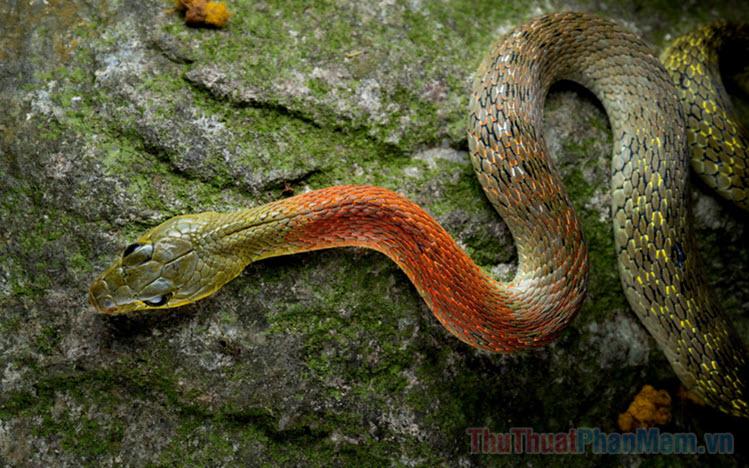 Nằm Mơ Thấy Cho Tiền Người Khác Đánh Số May