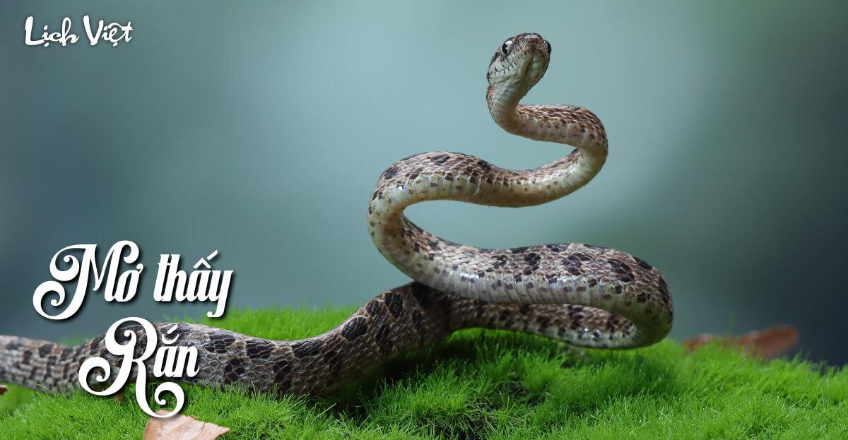 Mơ thấy rắn trong rừng
