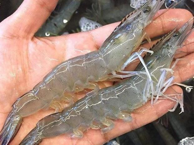 Giải Mã Giấc Mơ Thấy Bắt Cá Rô Đồng và Số Đề Liên Quan