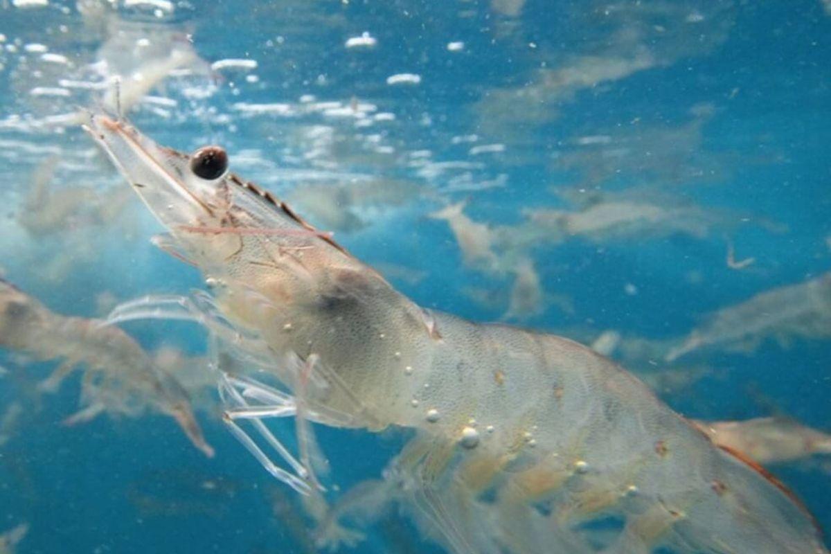 Múc nước trong ao cạn