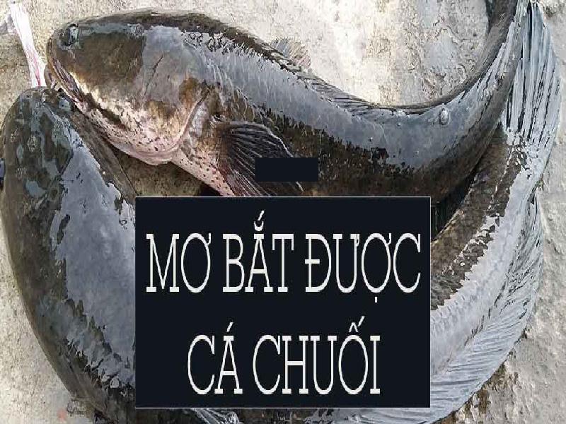 Nằm mơ bắt cá chuối chết