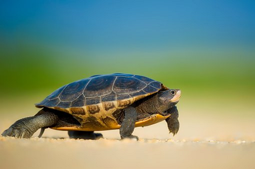 Nằm mơ thấy bắt được cá sấu đánh con gì?