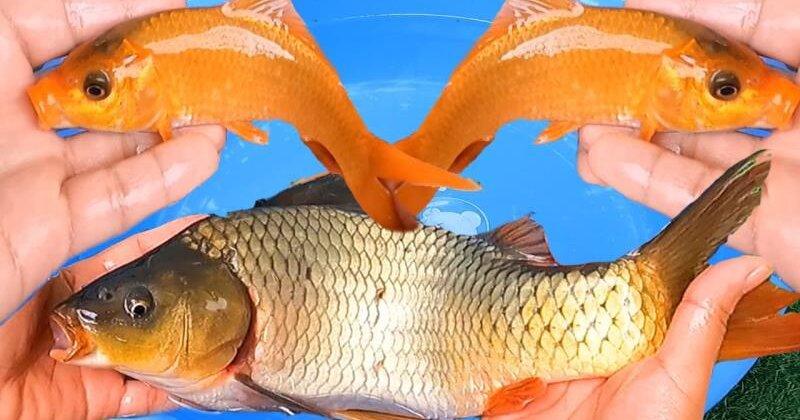 Nằm mơ câu được cá chép vàng