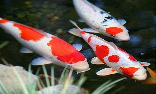 Nằm mơ thấy cá chết nổi trên mặt nước