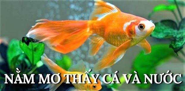 Nằm mơ thấy cá thú bơi lội