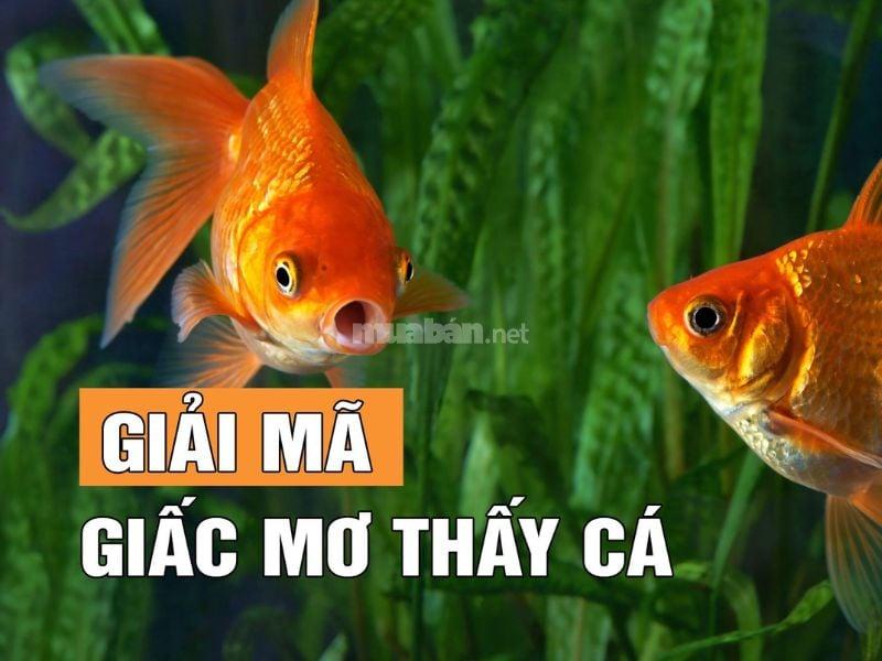 Nằm mơ thấy cá trích chết