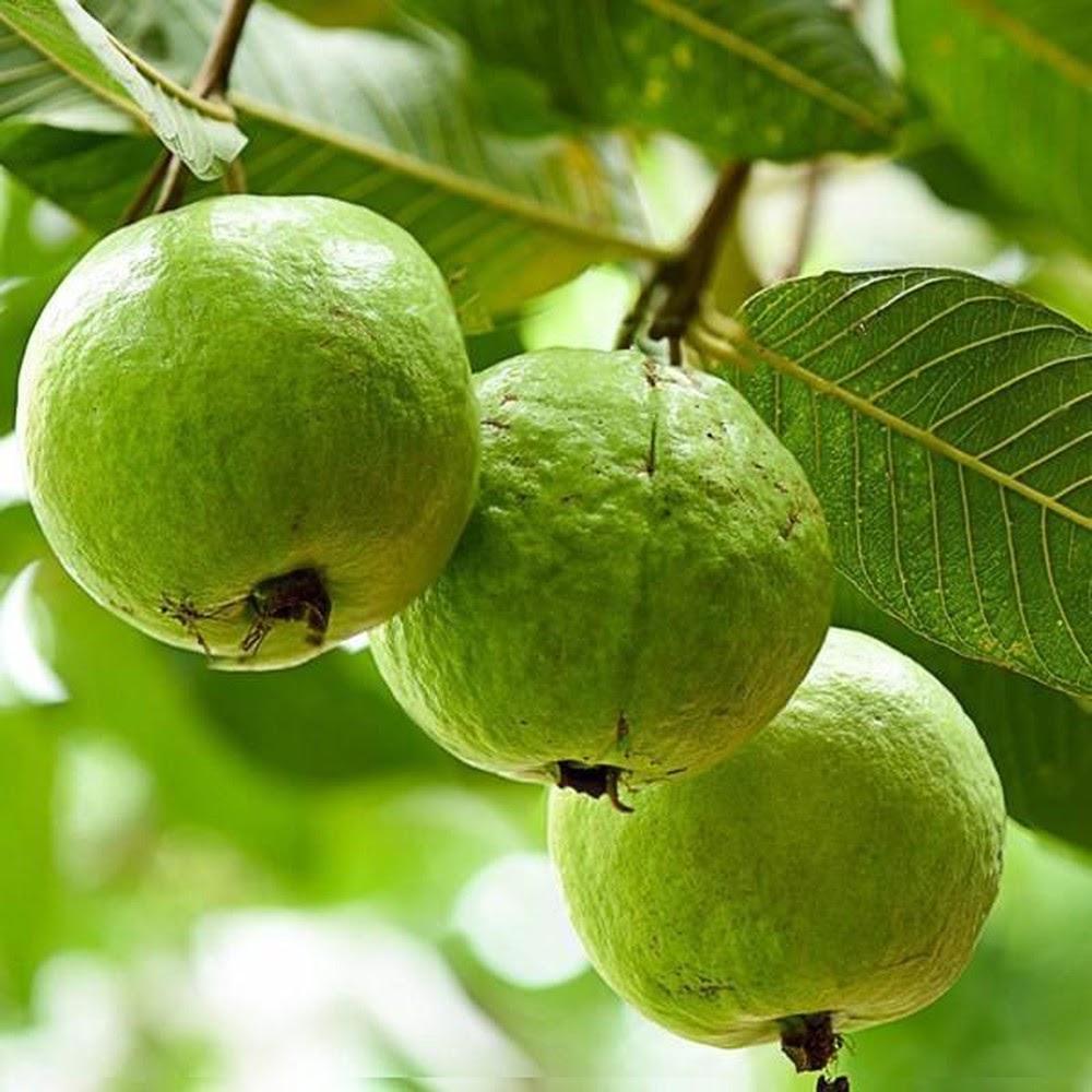 Giải Mã Giấc Mơ Thấy Lông Và Ý Nghĩa Số Đề