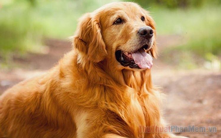 Nằm Mơ Thấy Rồng Phun Nước Đánh Số Mấy?