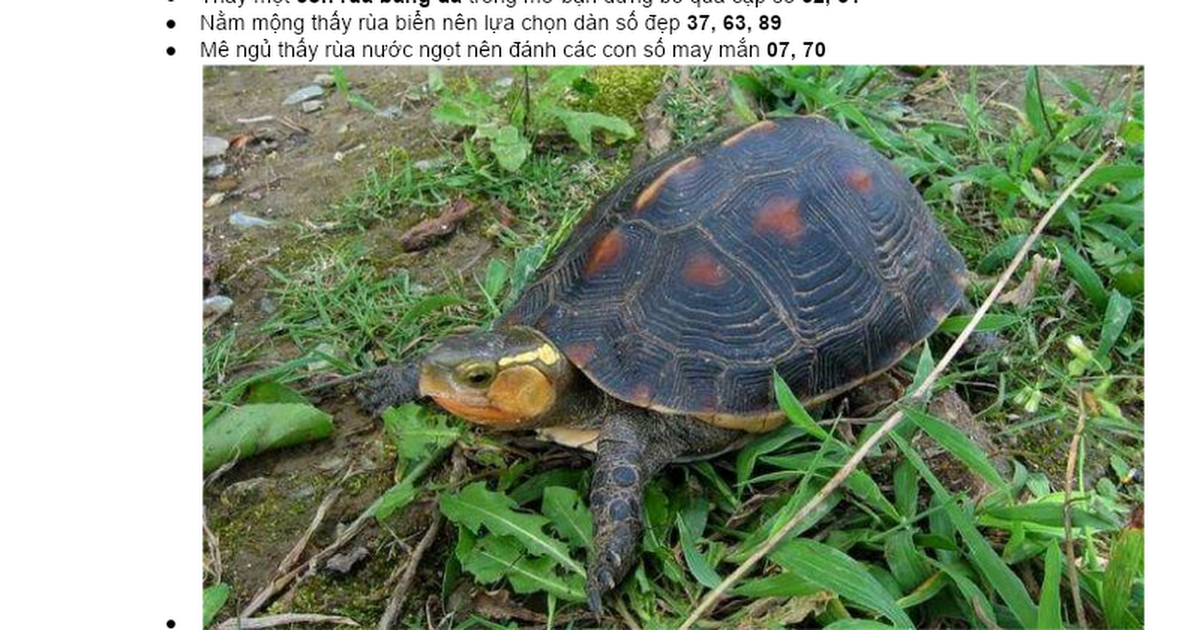 Nằm mơ thấy cưỡi rùa vàng trên biển