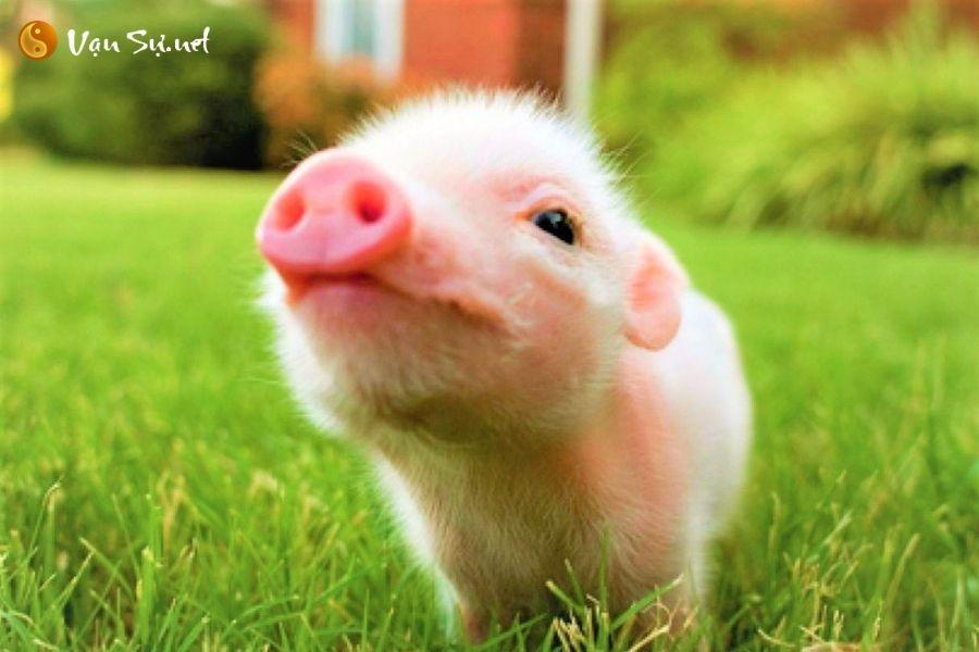 Nằm Mơ Thấy Bắt Được Nhiều Ếch Đánh Con Gì?