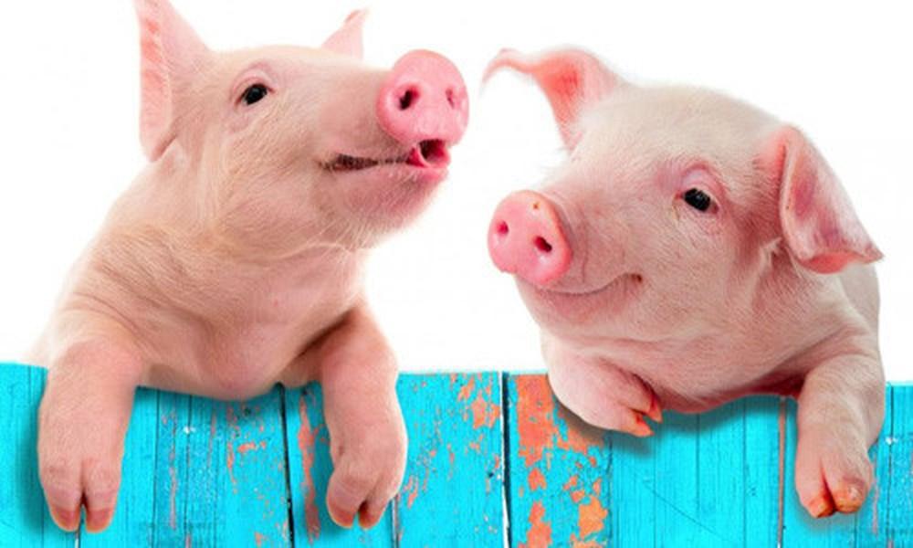 Giải Mã Giấc Mơ Thấy Chó Cắn Vào Tay Không Chảy Máu
