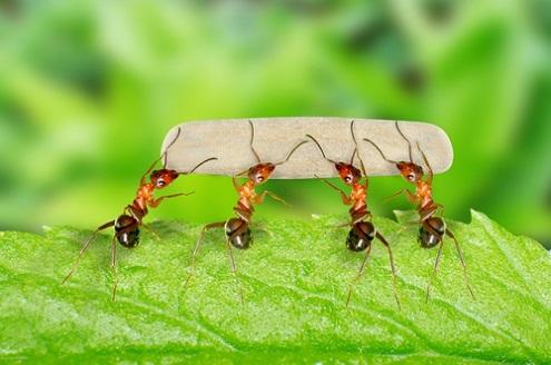 Nằm mơ thấy kiến bò trên người