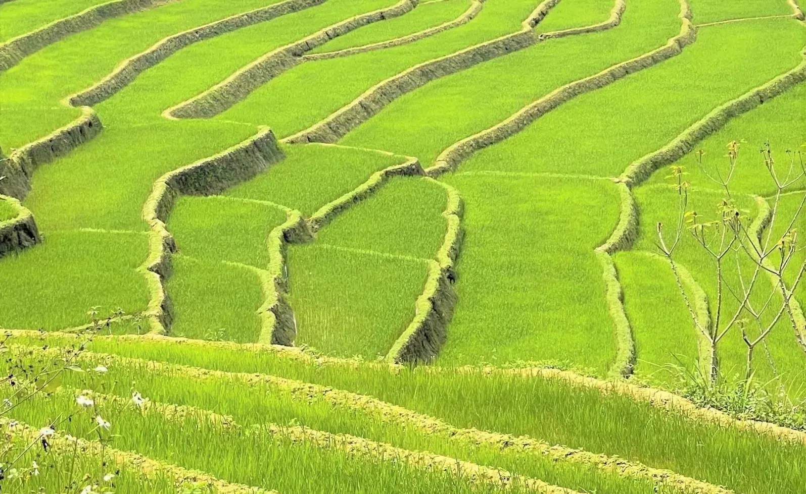 Nằm Mơ Thấy Mua Vàng Đánh Số May