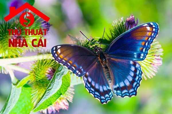 Giải Mã Giấc Mơ Thấy Đi Thuyền Trên Sông Lớn Và Số Đề