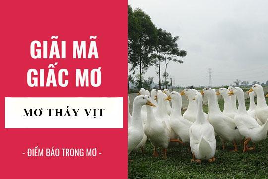 Giải Mã Giấc Mơ Thấy Gà Vịt Đánh Con Gì?