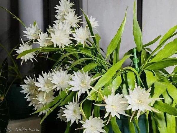 Ngắm hoa quỳnh nở trong mơ và số đề
