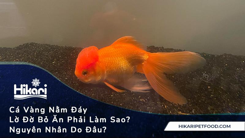 Nằm Mơ Thấy Mình Có Bầu Mua Số Mấy? Giải Mã Bí Ẩn