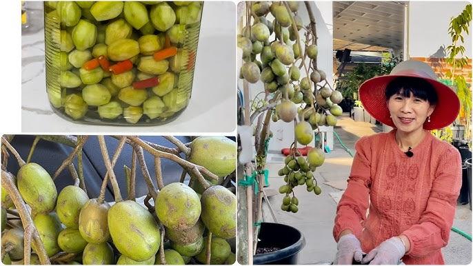 Nhiều cây cóc trong vườn