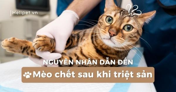 Bà Bầu Nằm Mơ Thấy Trái Cây: Giải Mã Số Đề
