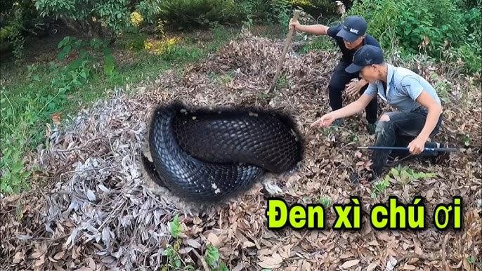 Giải Mã Giấc Mơ Thấy Cây Cảnh Trong Nhà Và Số Đề Liên Quan
