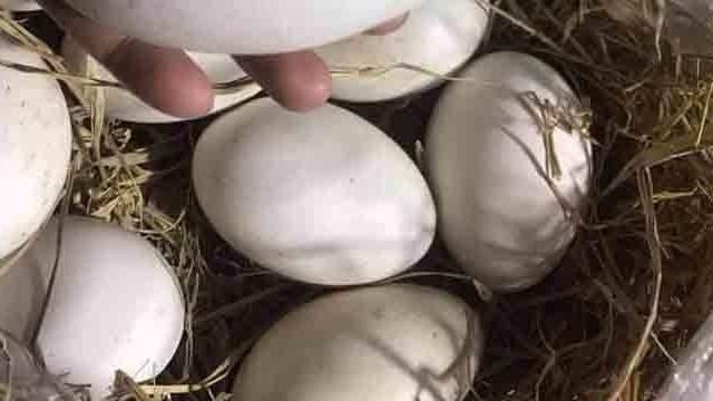 Nhiều trứng ngỗng trong giỏ