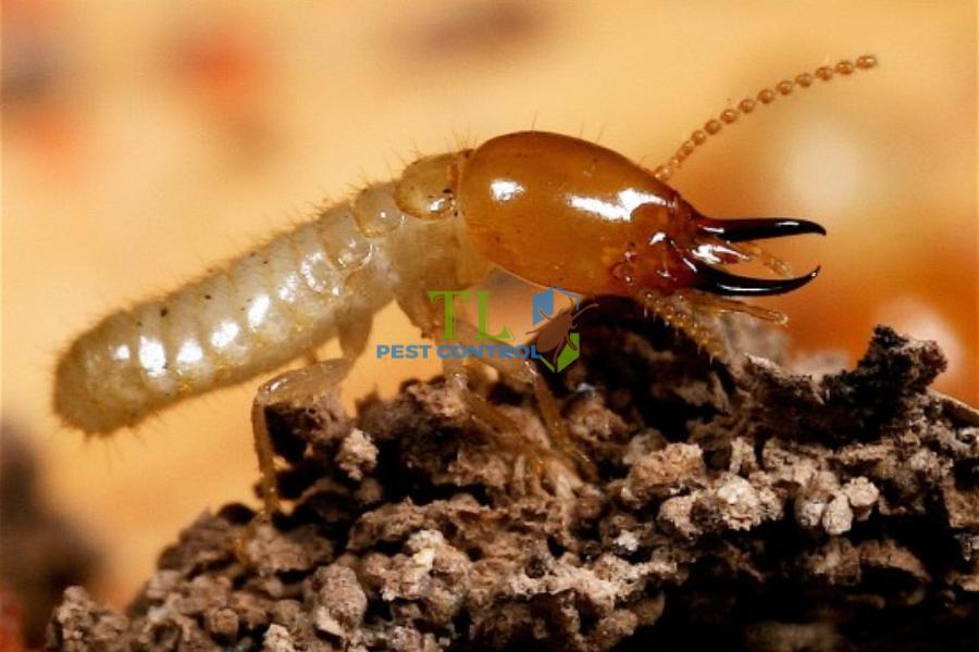 Nằm mơ thấy rụng răng đánh con gì? Giải mã giấc mơ và con số may mắn