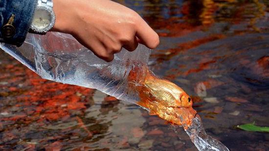Nằm mơ thấy phóng sanh cá đánh đề con gì?