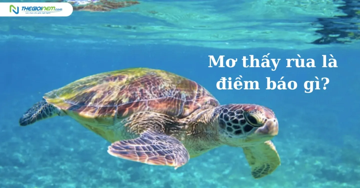 Giải mã giấc mơ thấy phóng sanh rùa và con số may mắn