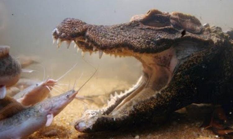 Rắn chui vào miệng: Biến đổi