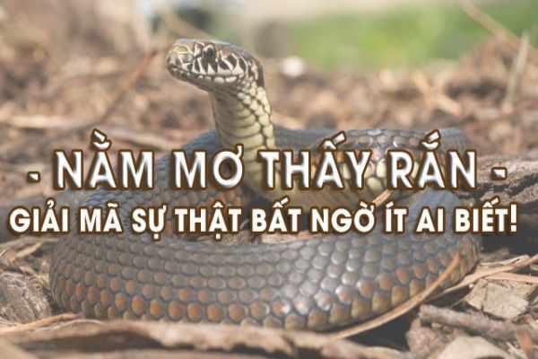 Mơ thấy rắn hổ mang chui vào người