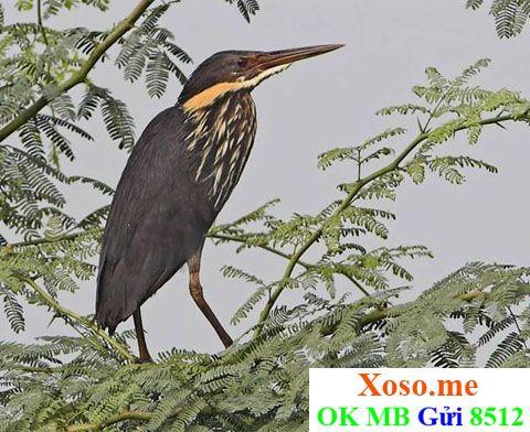 Nằm Mơ Thấy Cá Vàng Hên Hay Xui: Giải Mã Số Đề