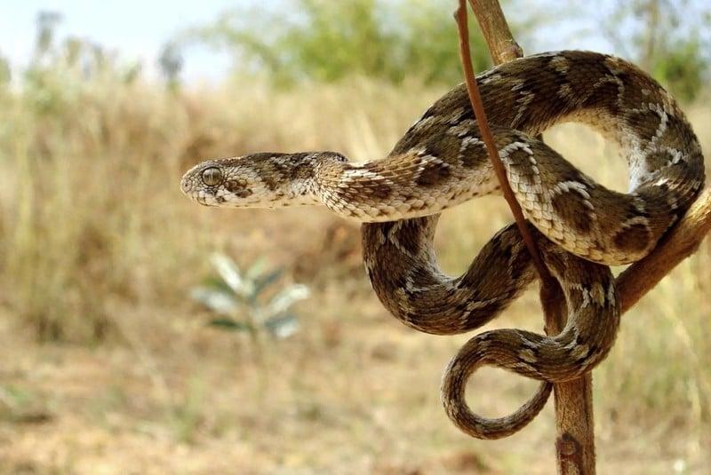 Nằm mơ thấy gà đánh số gì? Giải mã chi tiết